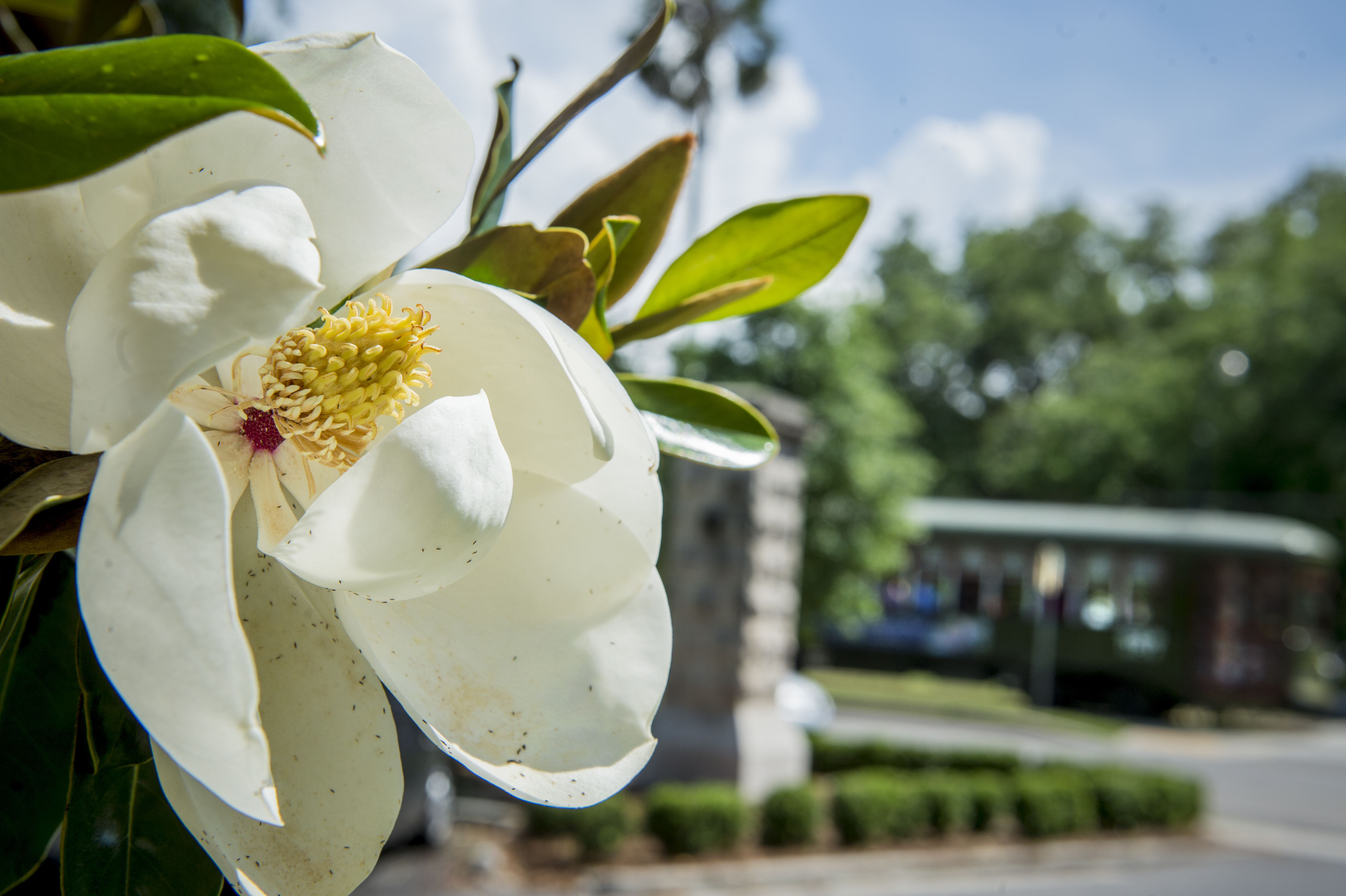 Magnolia flower with St. Charles Streetcar running in the background.