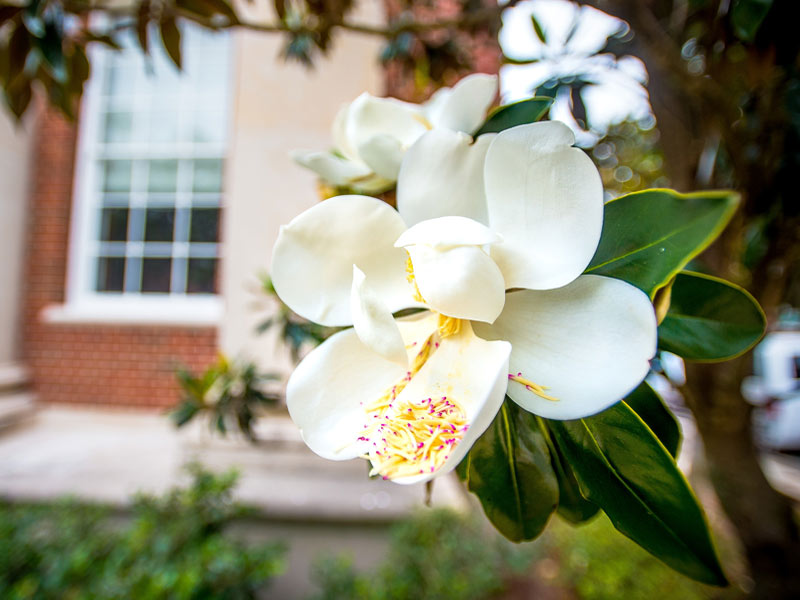 Magnolia flower