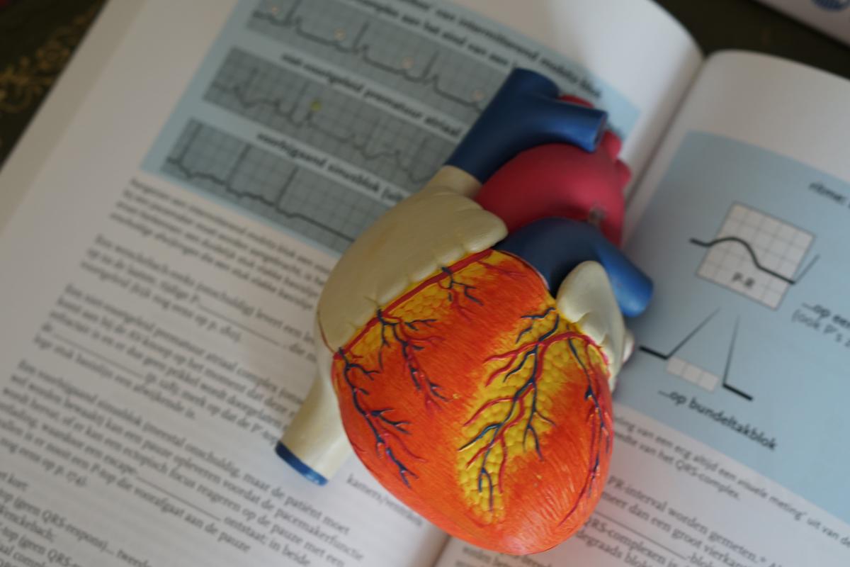 Model heart on an open textbook.