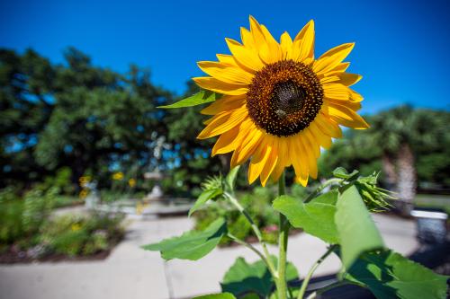 Single sunflower in the sun.
